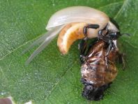 Linaeidea aenea, Erzfarbener Erlenblattkäfer