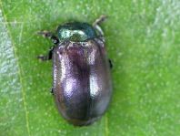 Linaeidea aenea, Erzfarbener Erlenblattkäfer