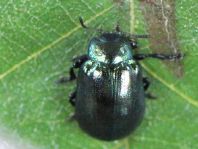 Linaeidea aenea, Erzfarbener Erlenblattkäfer