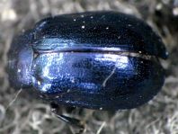 Linaeidea aenea, Erzfarbener Erlenblattkäfer