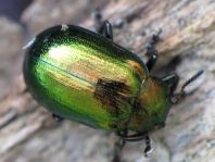 Linaeidea aenea, Erzfarbener Erlenblattkäfer