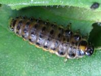 Linaeidea aenea, Erzfarbener Erlenblattkäfer