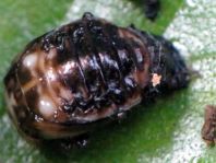 Linaeidea aenea, Erzfarbener Erlenblattkäfer