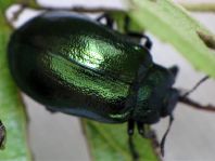 Linaeidea aenea, Erzfarbener Erlenblattkäfer