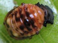 Linaeidea aenea, Erzfarbener Erlenblattkäfer