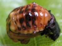 Linaeidea aenea, Erzfarbener Erlenblattkäfer