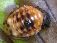 Linaeidea aenea, Erzfarbener Erlenblattkäfer
