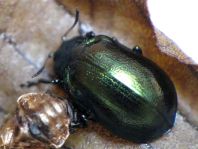 Linaeidea aenea, Erzfarbener Erlenblattkäfer