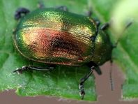 Linaeidea aenea, Erzfarbener Erlenblattkäfer