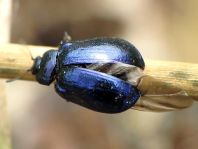 Linaeidea aenea, Erzfarbener Erlenblattkäfer