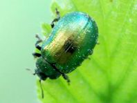 Linaeidea aenea, Erzfarbener Erlenblattkäfer