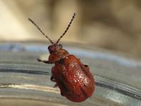 Lochmaea crataegi, Weißdornblattkäfer
