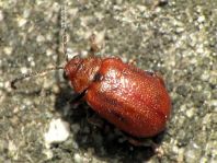 Lochmaea crataegi, Weißdornblattkäfer