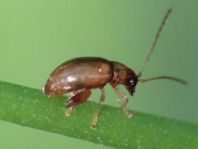 Longitarsus sp.