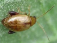 Longitarsus sp.