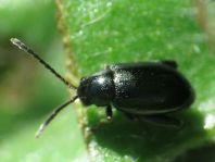 Longitarsus echii