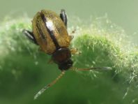 Longitarsus sp.