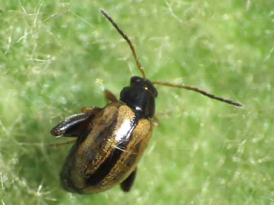 Longitarsus sp.