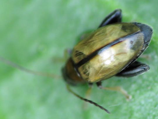 Longitarsus sp.