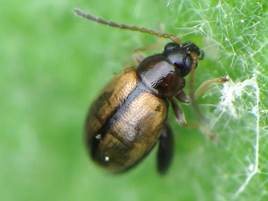 Longitarsus sp.