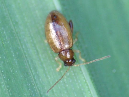 Longitarsus sp.