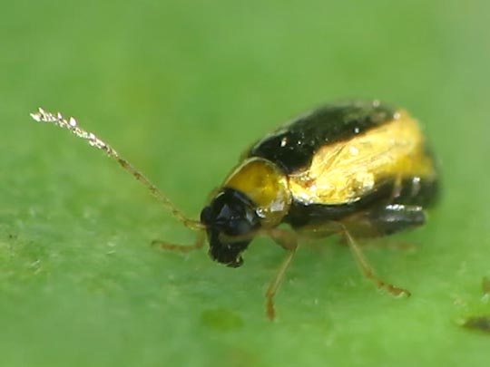 Longitarsus sp.