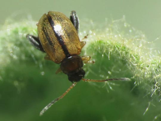 Longitarsus sp.