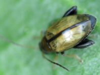 Longitarsus sp.