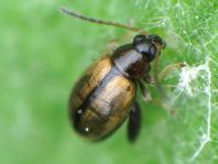 Longitarsus sp.