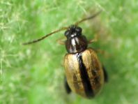 Longitarsus sp.