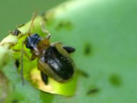 Longitarsus sp.