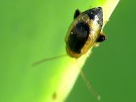 Longitarsus sp.