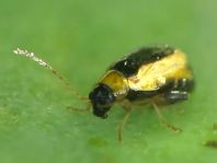 Longitarsus sp.