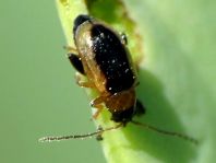 Longitarsus sp.