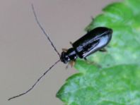 Luperus sp.