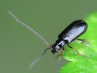 Luperus sp.