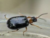 Luperus sp.