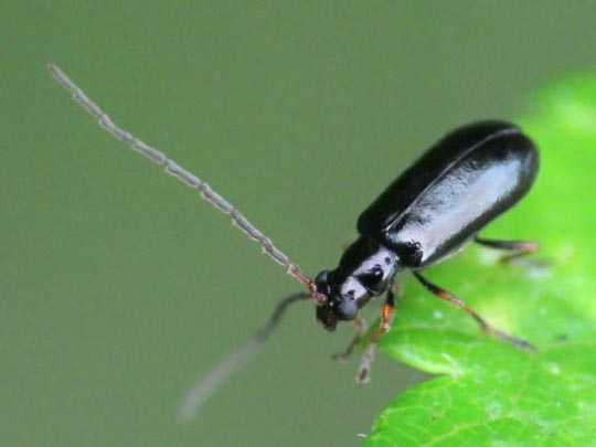 Luperus sp.