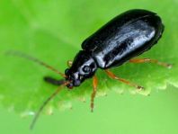Luperus sp.