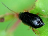 Luperus sp.