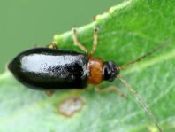 Luperus sp.