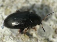 Mantura pallidicornis