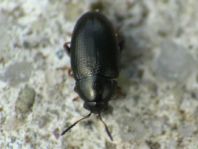 Mantura pallidicornis