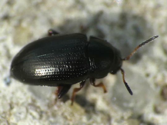 Mantura pallidicornis