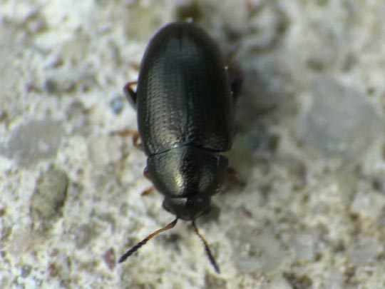 Mantura pallidicornis