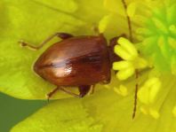 Neocrepidodera transversa