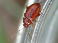 Neocrepidodera transversa