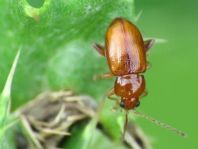 Neocrepidodera transversa