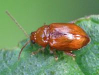 Neocrepidodera transversa