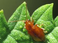 Neocrepidodera transversa